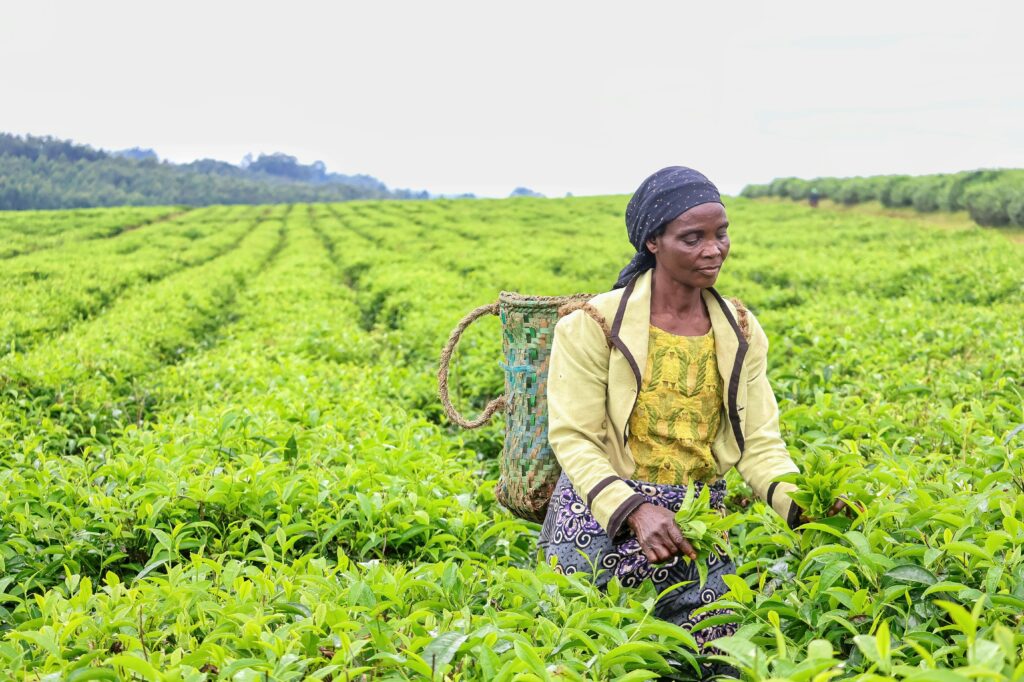 A woman wearing a headscarf and patterned skirt picks tea leaves in a lush green tea plantation, carrying a woven basket on her back, with rows of tea plants stretching into the distance.